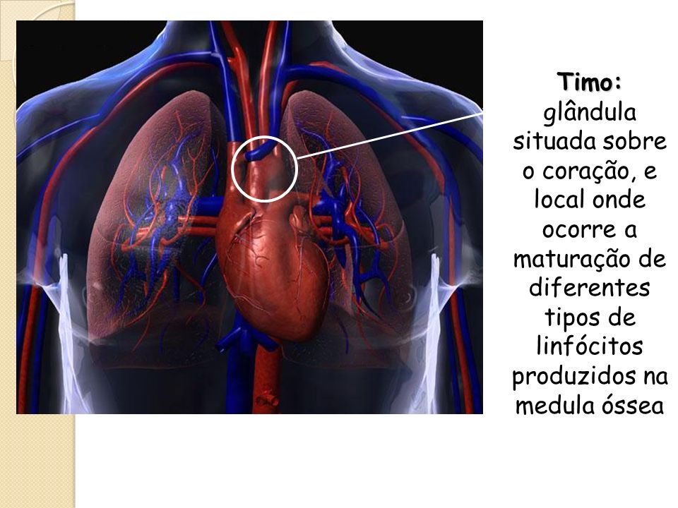 Timo: glândula situada sobre o coração, e local onde ocorre a maturação de diferentes tipos de linfócitos produzidos na medula óssea