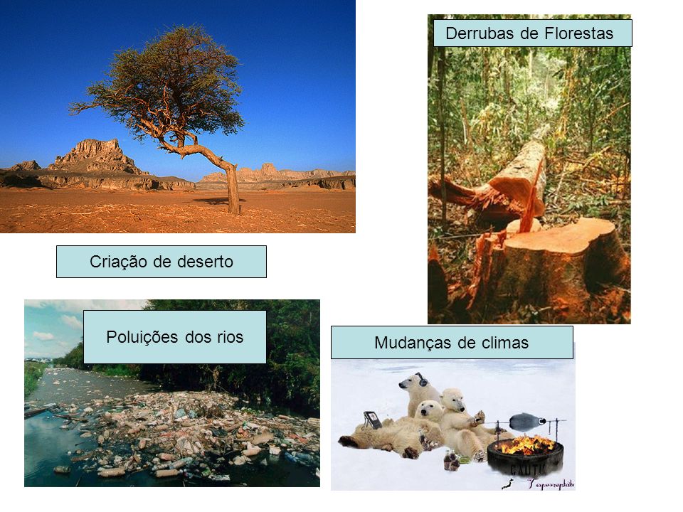 Derrubas de Florestas Criação de deserto Poluições dos rios Mudanças de climas