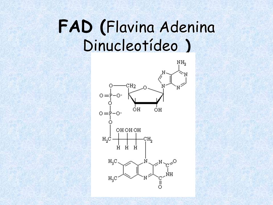 FAD (Flavina Adenina Dinucleotídeo )