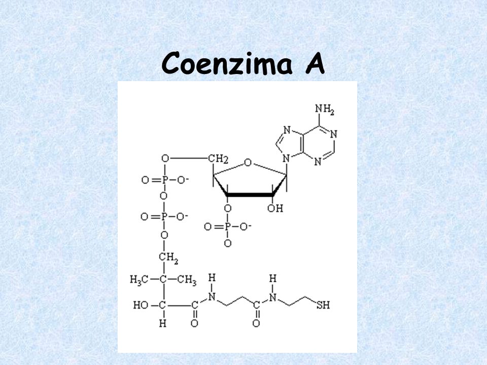 Coenzima A