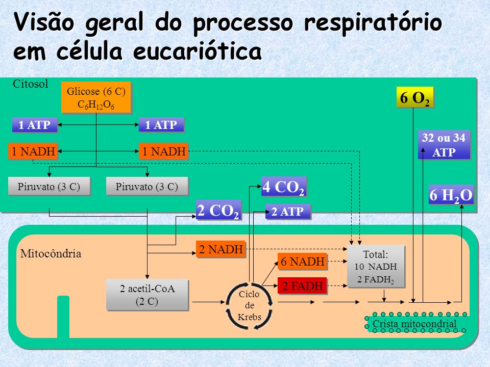 Visão geral do processo respiratório em célula eucariótica