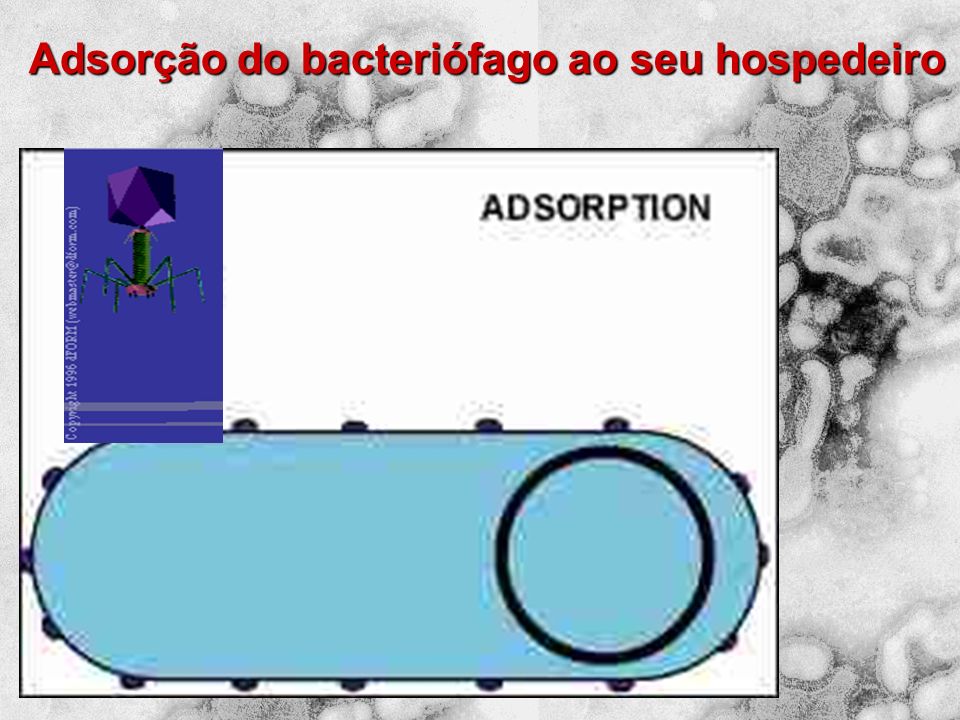 Adsorção do bacteriófago ao seu hospedeiro