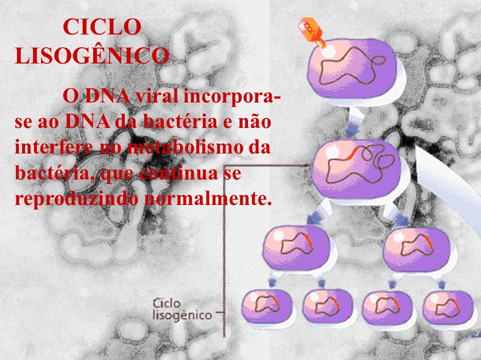 CICLO LISOGÊNICO O DNA viral incorpora-se ao DNA da bactéria e não interfere no metabolismo da bactéria, que continua se reproduzindo normalmente.