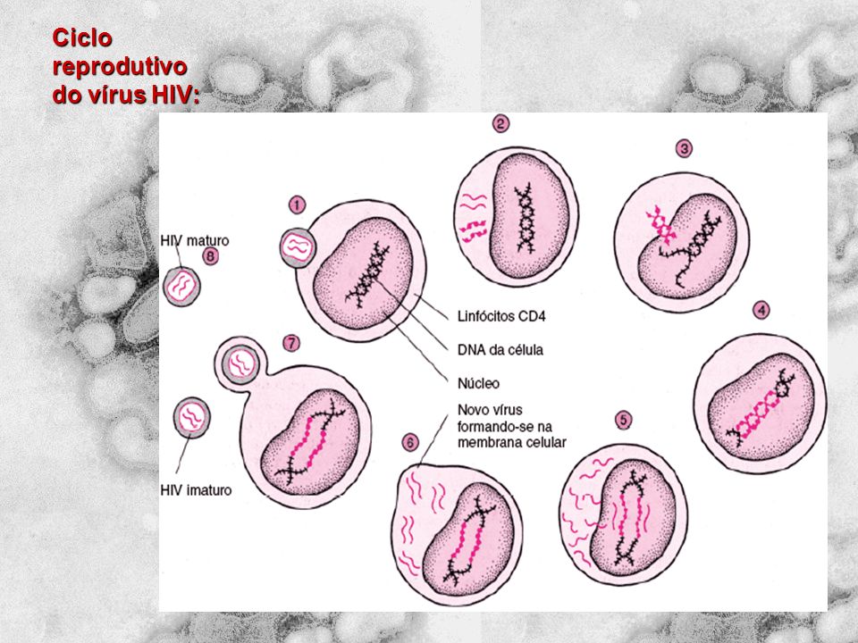 Ciclo reprodutivo do vírus HIV: