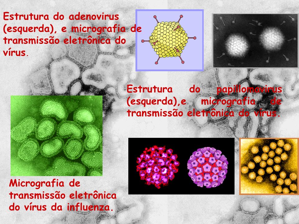 Estrutura do adenovirus (esquerda), e micrografia de