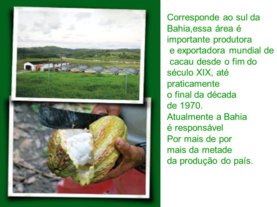 Corresponde ao sul da Bahia,essa área é. importante produtora. e exportadora mundial de. cacau desde o fim do.