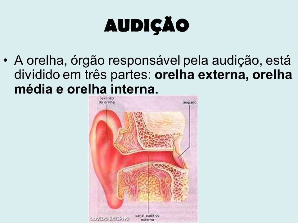 AUDIÇÃO A orelha, órgão responsável pela audição, está dividido em três partes: orelha externa, orelha média e orelha interna.