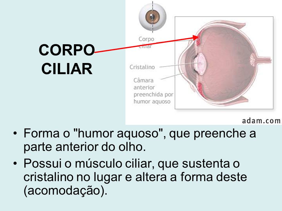 CORPO CILIAR Forma o humor aquoso , que preenche a parte anterior do olho.