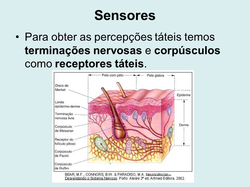 Sensores Para obter as percepções táteis temos terminações nervosas e corpúsculos como receptores táteis.