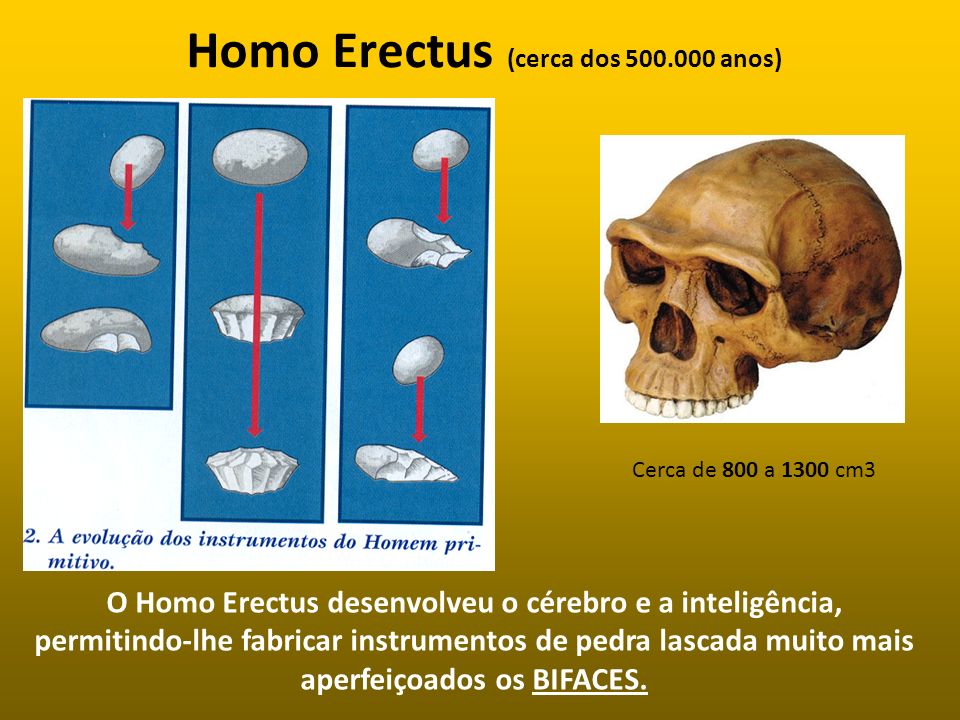 Homo Erectus (cerca dos anos)