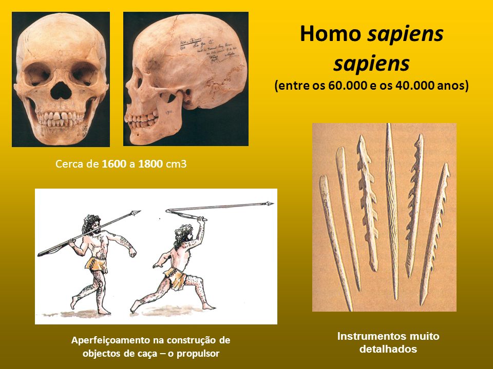 Homo sapiens sapiens (entre os e os anos)