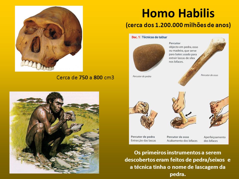 Homo Habilis (cerca dos milhões de anos)