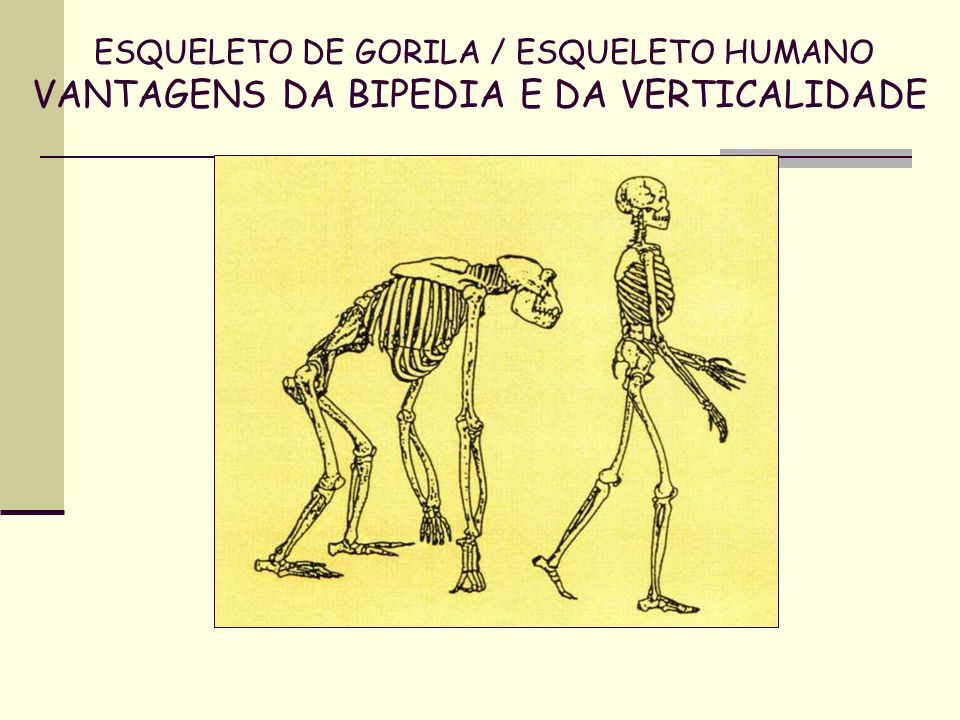 ESQUELETO DE GORILA / ESQUELETO HUMANO VANTAGENS DA BIPEDIA E DA VERTICALIDADE