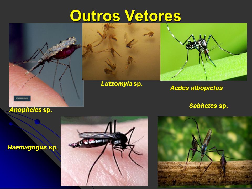 Outros Vetores Lutzomyia sp. Aedes albopictus Sabhetes sp.