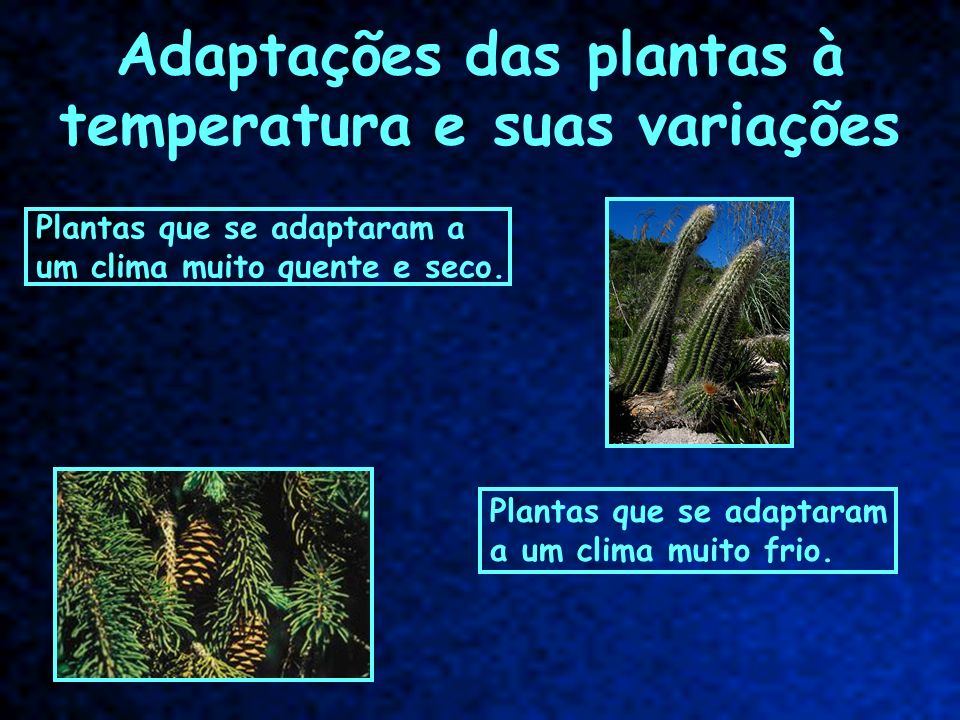 Adaptações das plantas à temperatura e suas variações