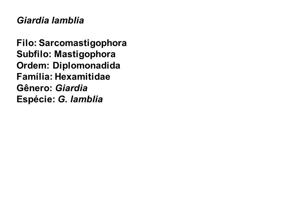 Giardia lamblia Filo: Sarcomastigophora. Subfilo: Mastigophora. Ordem: Diplomonadida. Família: Hexamitidae.