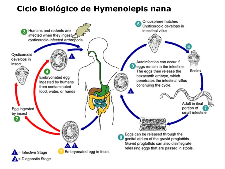 Ciclo Biológico de Hymenolepis nana