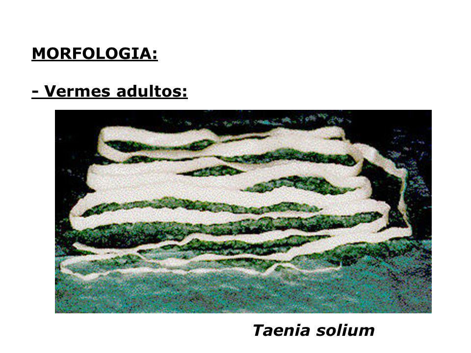 MORFOLOGIA: - Vermes adultos: Taenia solium