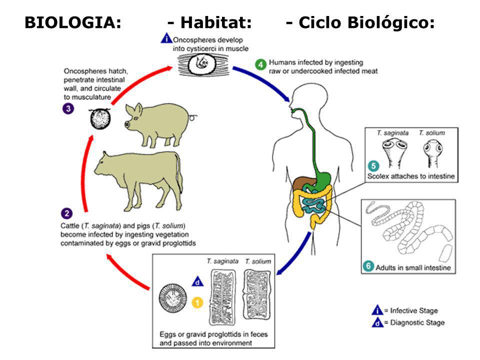 BIOLOGIA: - Habitat: - Ciclo Biológico: