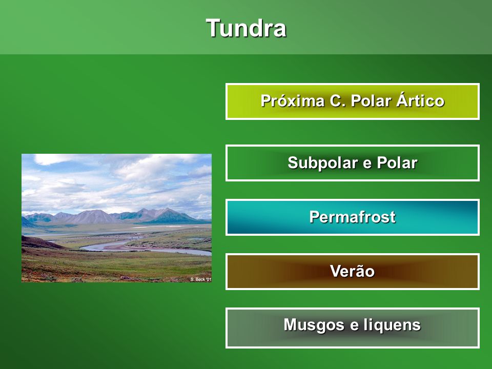 Tundra Próxima C. Polar Ártico Subpolar e Polar Permafrost Verão