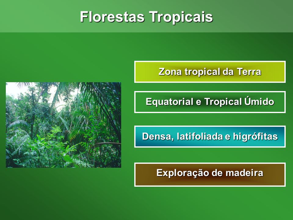 Equatorial e Tropical Úmido Densa, latifoliada e higrófitas