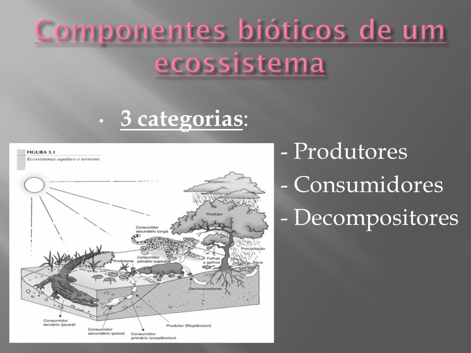 Componentes bióticos de um ecossistema