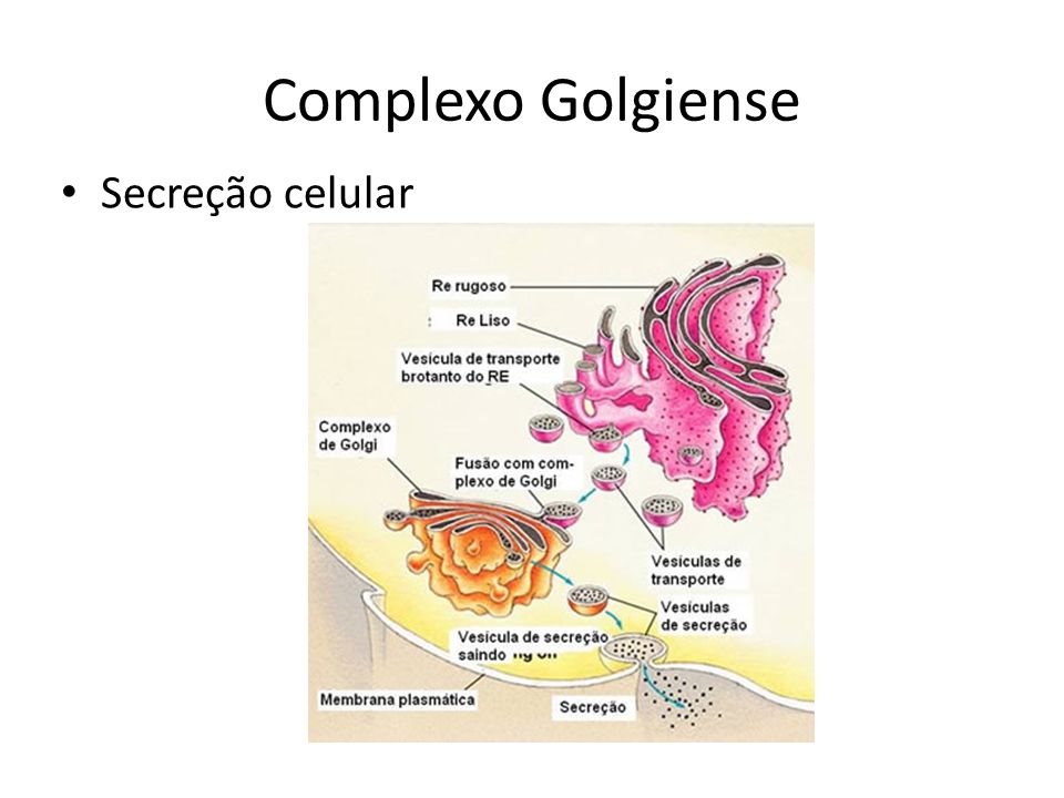 Complexo Golgiense Secreção celular
