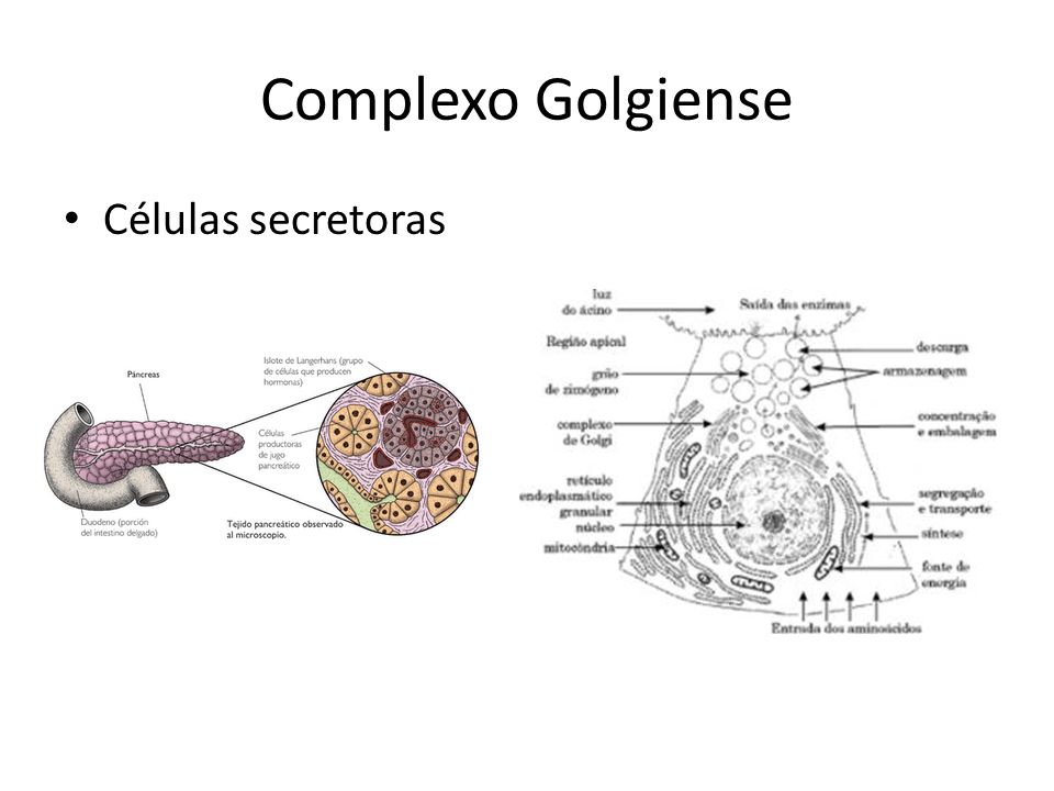 Complexo Golgiense Células secretoras