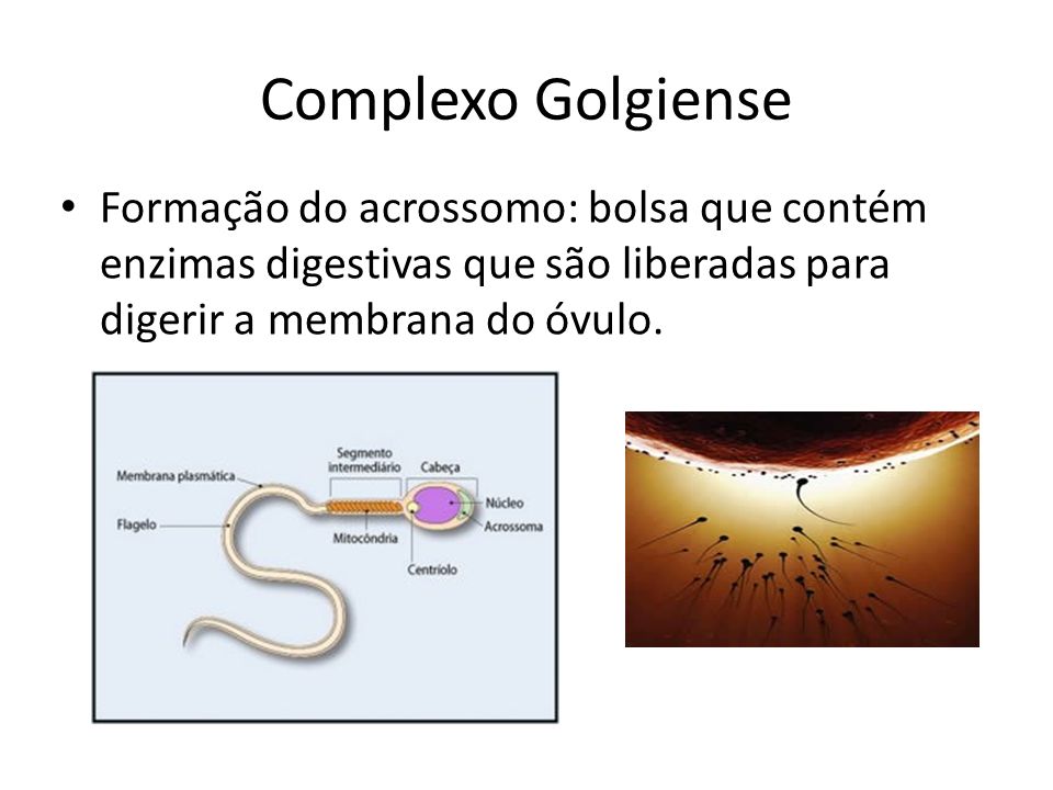 Complexo Golgiense Formação do acrossomo: bolsa que contém enzimas digestivas que são liberadas para digerir a membrana do óvulo.