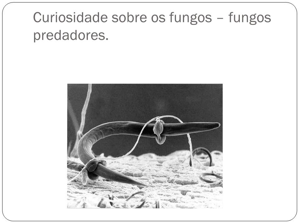 Curiosidade sobre os fungos – fungos predadores.