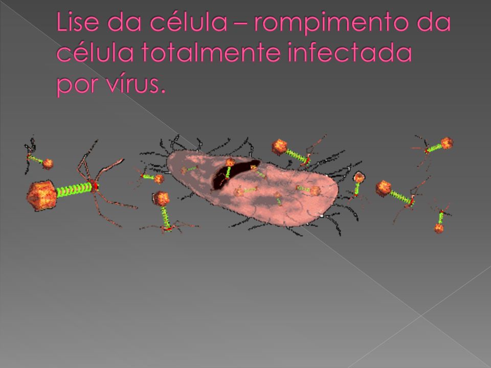 Lise da célula – rompimento da célula totalmente infectada por vírus.