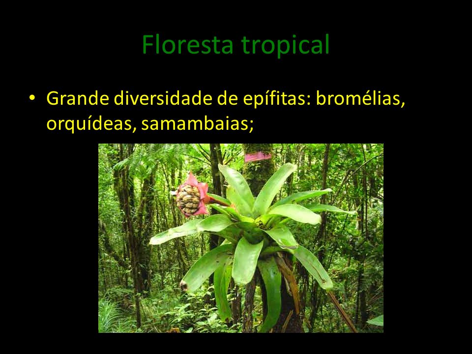 Floresta tropical Grande diversidade de epífitas: bromélias, orquídeas, samambaias;