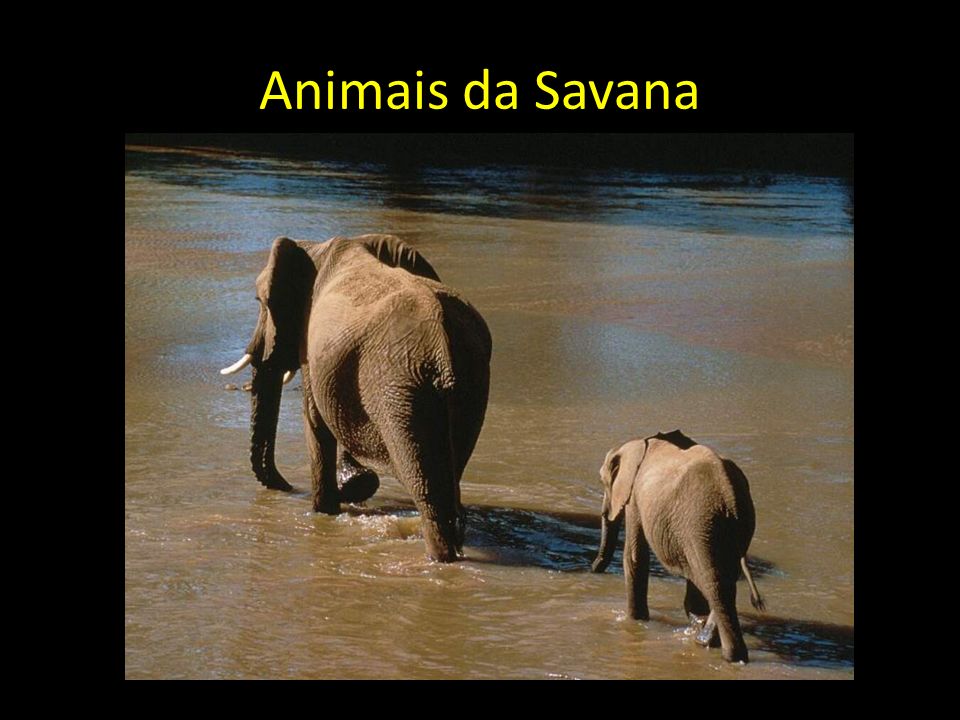 Animais da Savana