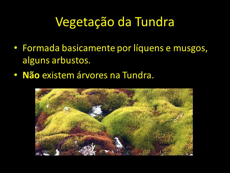 Vegetação da Tundra Formada basicamente por líquens e musgos, alguns arbustos.