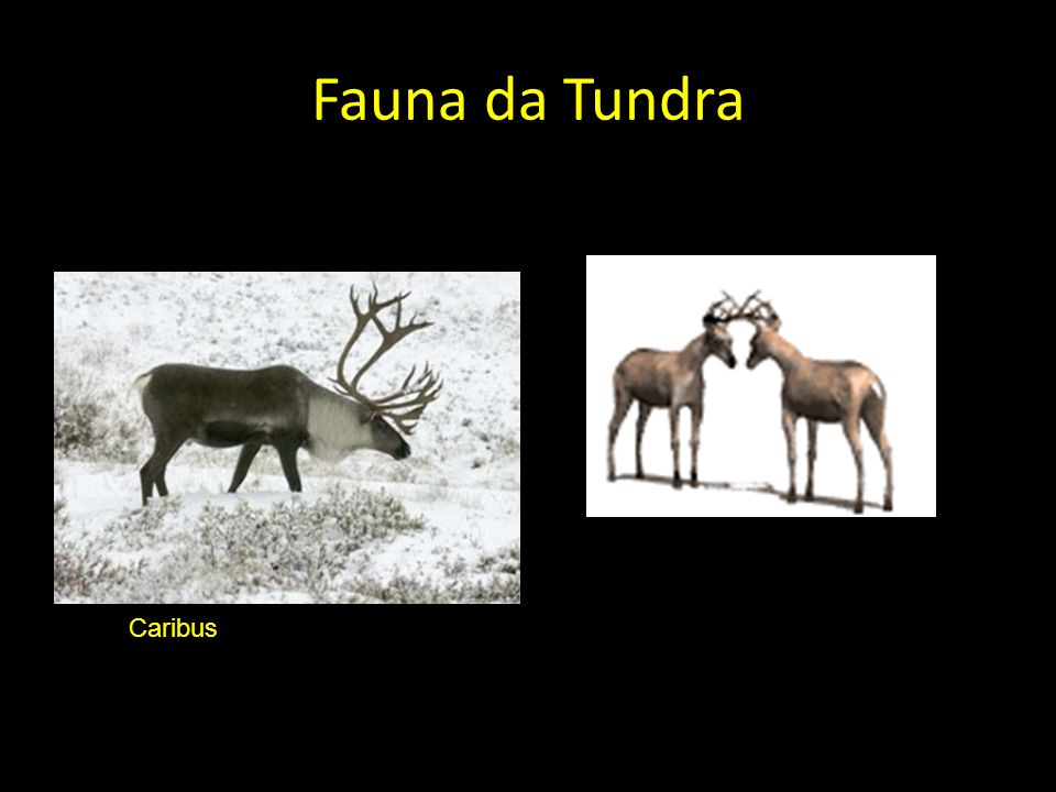 Fauna da Tundra Caribus