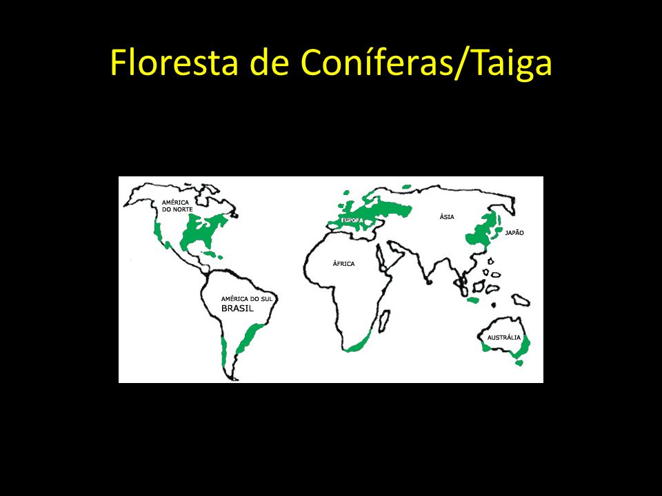 Floresta de Coníferas/Taiga