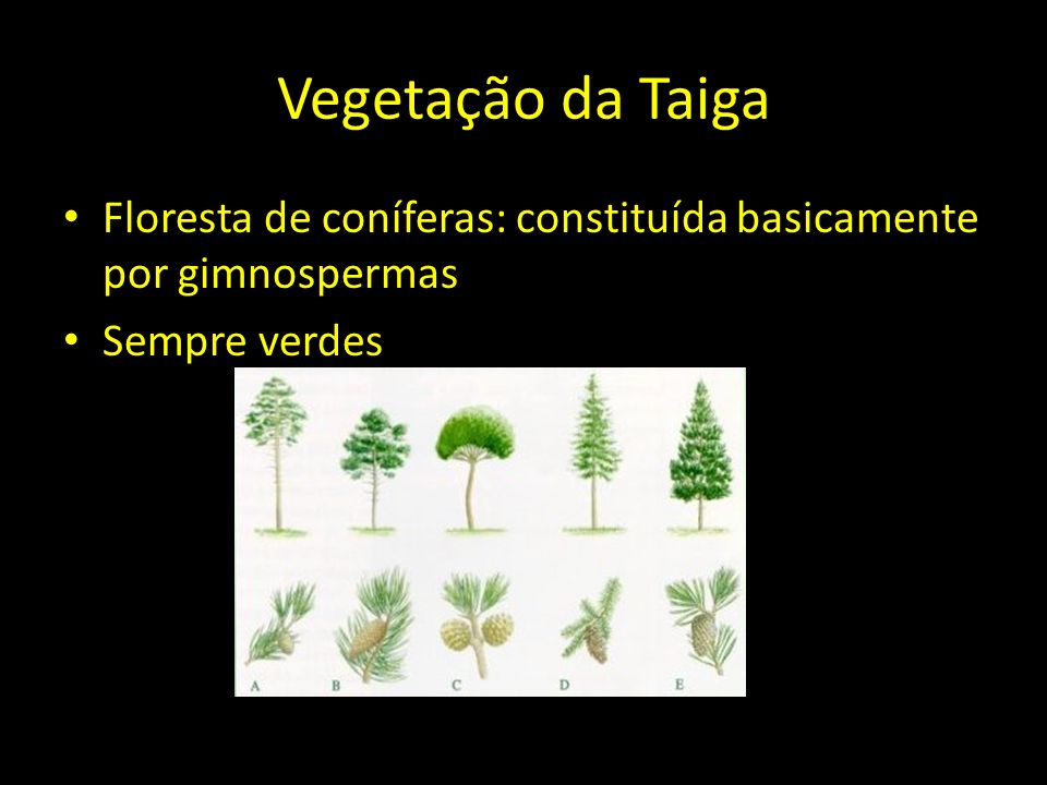 Vegetação da Taiga Floresta de coníferas: constituída basicamente por gimnospermas Sempre verdes