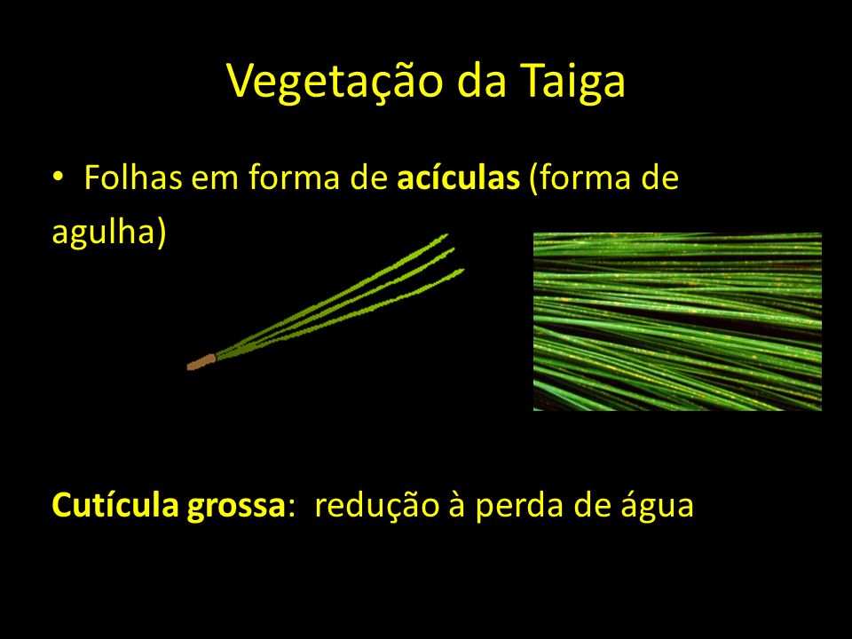 Vegetação da Taiga Folhas em forma de acículas (forma de agulha)