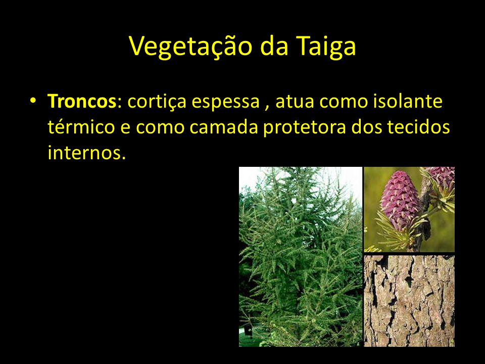 Vegetação da Taiga Troncos: cortiça espessa , atua como isolante térmico e como camada protetora dos tecidos internos.