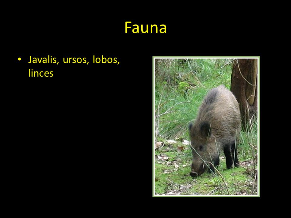 Fauna Javalis, ursos, lobos, linces