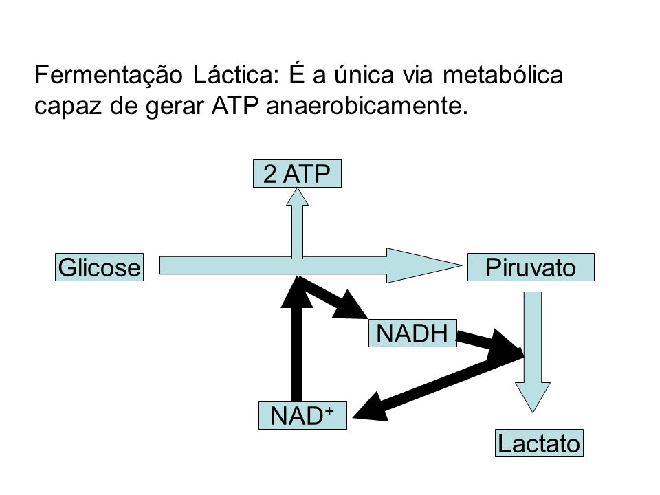 Fermentação Láctica: É a única via metabólica capaz de gerar ATP anaerobicamente.