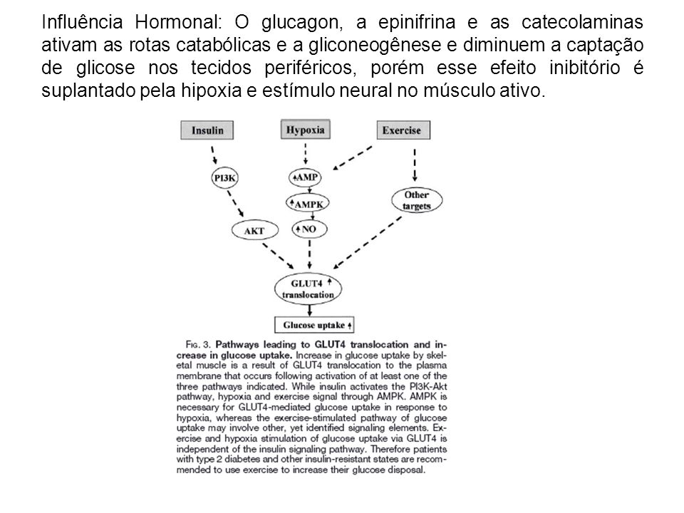 Influência Hormonal: O glucagon, a epinifrina e as catecolaminas ativam as rotas catabólicas e a gliconeogênese e diminuem a captação de glicose nos tecidos periféricos, porém esse efeito inibitório é suplantado pela hipoxia e estímulo neural no músculo ativo.