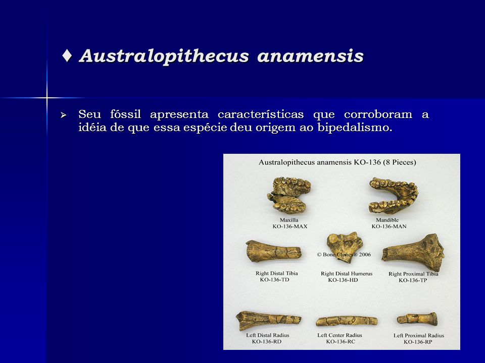 ♦ Australopithecus anamensis
