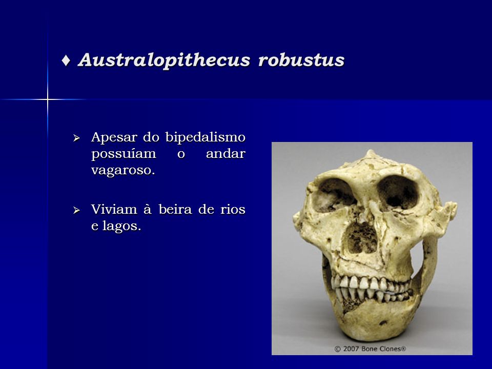♦ Australopithecus robustus