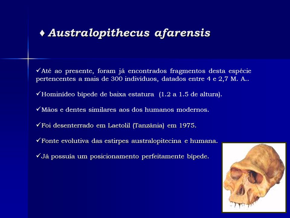♦ Australopithecus afarensis