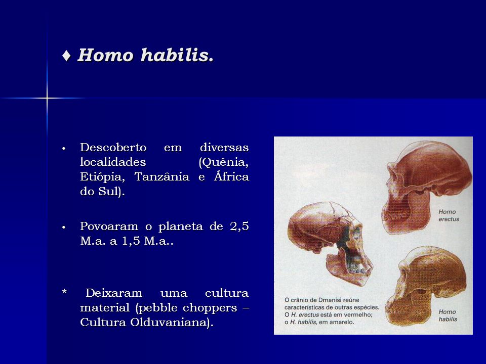 ♦ Homo habilis. Descoberto em diversas localidades (Quênia, Etiópia, Tanzânia e África do Sul). Povoaram o planeta de 2,5 M.a. a 1,5 M.a..