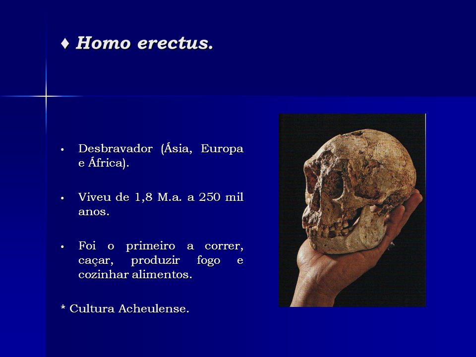 ♦ Homo erectus. Desbravador (Ásia, Europa e África).