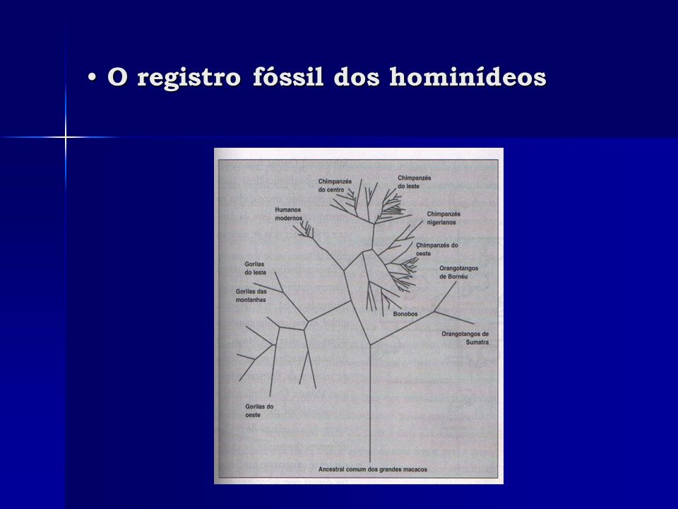 O registro fóssil dos hominídeos