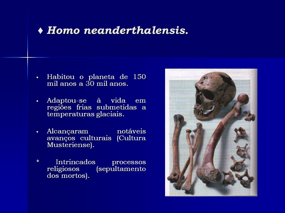 ♦ Homo neanderthalensis.