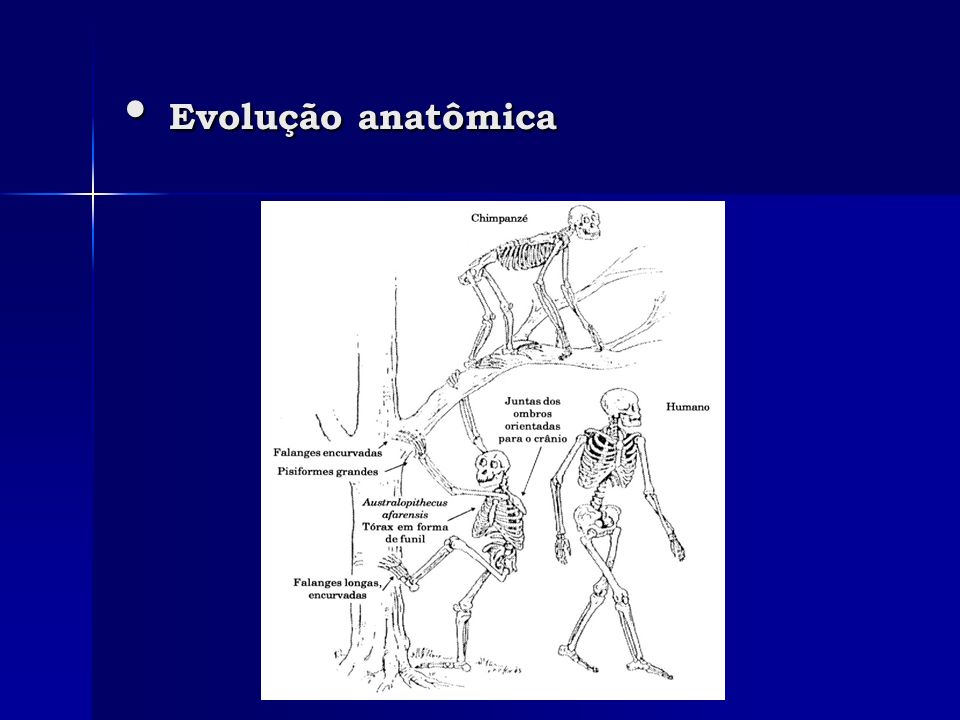 Evolução anatômica